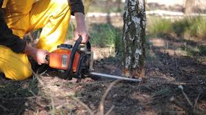 Best Tree Mulching  in Plainfield, NJ