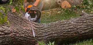 Best Pest Control for Lawns  in Plainfield, NJ