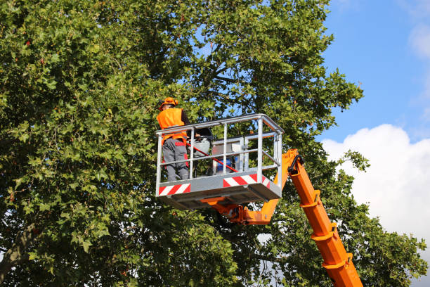 Best Leaf Removal  in Plainfield, NJ