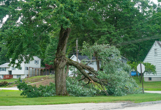  Plainfield, NJ Tree Removal Pros