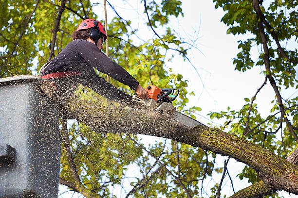 Best Weed Control  in Plainfield, NJ